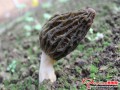 Hebei Province of China: Morel cultivation was successfully realized in severe winter