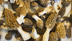 Morel harvest brings about fat profi